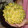 Live Wild Sweetsop Tree Rollinia Tropical Fruit Plant for Garden