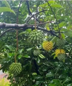 Live Wild Sweetsop Tree Rollinia Tropical Fruit Plant for Garden