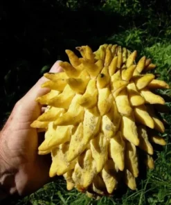 Live Wild Sweetsop Tree Rollinia Tropical Fruit Plant for Garden