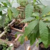 Live Yellow Caimito Abiu Tree 10in to 1ft Tropical Fruit Plant