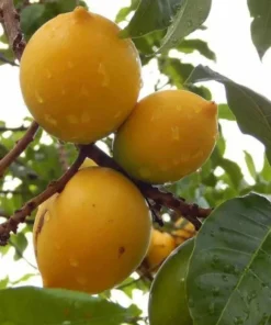 Live Yellow Caimito Abiu Tree 10in to 1ft Tropical Fruit Plant