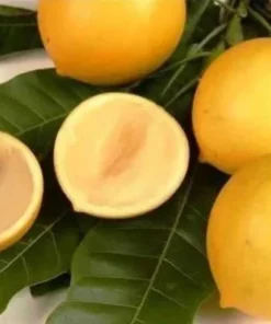 Live Yellow Caimito Abiu Tree 10in to 1ft Tropical Fruit Plant