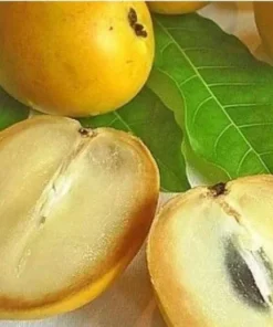 Live Yellow Caimito Abiu Tree 10in to 1ft Tropical Fruit Plant