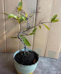 Mai Sieu Nu Bonsai Tree 1 Foot Tall in 2-Gallon Pot Free Shipping