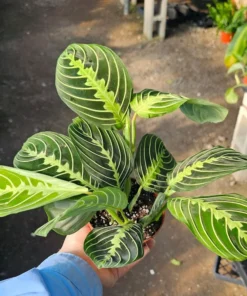 Maranta Lemon Lime | Maranta leuconeura Lemon Lime | Prayer Plant