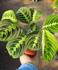 Maranta Lemon Lime | Maranta leuconeura Lemon Lime | Prayer Plant