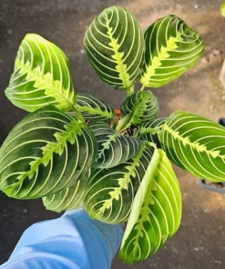 Maranta Lemon Lime | Maranta leuconeura Lemon Lime | Prayer Plant