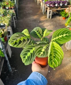 Maranta Lemon Lime | Maranta leuconeura Lemon Lime | Prayer Plant