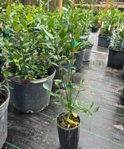 Meiwa Kumquat Tree Grafted 2 Feet Tall in 1-Gallon Pot with Soil