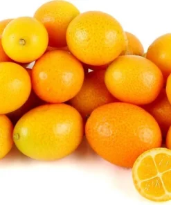 Meiwa Kumquat Tree Grafted 2 Feet Tall in 1-Gallon Pot with Soil