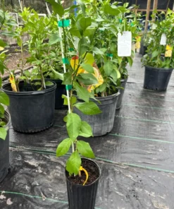 Meyers Lemon Grafted Tree 2-3 Feet Tall in Pot with Soil Free Shipping