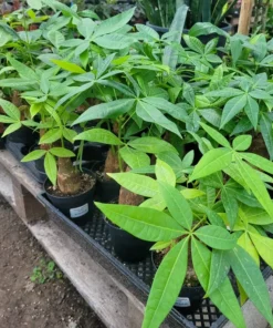 Money Tree Stump | Pachira aquatica | 4in pot