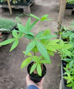 Money Tree Stump | Pachira aquatica | 4in pot