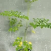 Moringa oleifera Live Tree Fast-Growing Deciduous Plant 1-2 ft