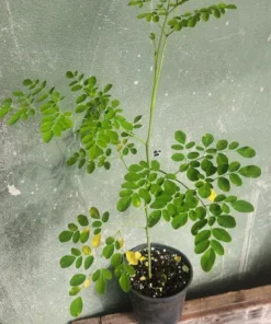 Moringa oleifera Live Tree Fast-Growing Deciduous Plant 1-2 ft