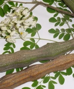 Moringa oleifera Live Tree Fast-Growing Deciduous Plant 1-2 ft