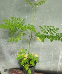 Moringa oleifera Live Tree Fast-Growing Deciduous Plant 1-2 ft