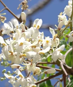 Moringa oleifera Live Tree Fast-Growing Deciduous Plant 1-2 ft