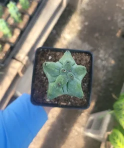 Myrtillocactus Geometrizans | EXTRA LARGE Boobie Cactus | 4in pot