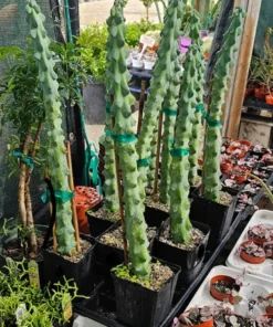 Myrtillocactus Geometrizans | EXTRA LARGE Boobie Cactus | 4in pot