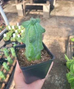 Myrtillocactus Geometrizans | EXTRA LARGE Boobie Cactus | 4in pot