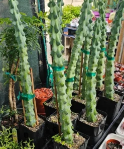 Myrtillocactus Geometrizans | EXTRA LARGE Boobie Cactus | 4in pot