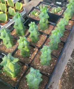 Myrtillocactus Geometrizans | EXTRA LARGE Boobie Cactus | 4in pot