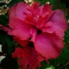 One Live Red Hibiscus Althea Rose Of Sharon Tree Shrub Bush Large Blooms Each Summer 2-3 ft Tall