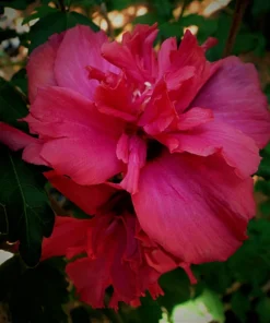 One Live Red Hibiscus Althea Rose Of Sharon Tree Shrub Bush Large Blooms Each Summer 2-3 ft Tall