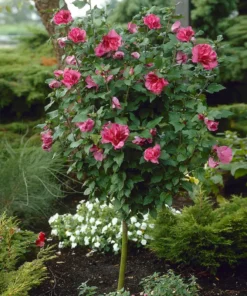 One Live Red Hibiscus Althea Rose Of Sharon Tree Shrub Bush Large Blooms Each Summer 2-3 ft Tall