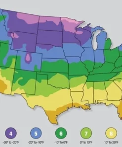 One Live Red Hibiscus Althea Rose Of Sharon Tree Shrub Bush Large Blooms Each Summer 2-3 ft Tall