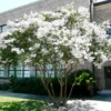 One White Crape Myrtle Tree /Shrub Beautiful Bright White Blooms 18-24" Tall