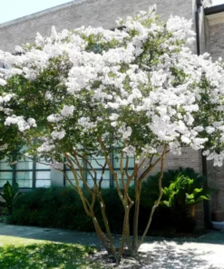 One White Crape Myrtle Tree /Shrub Beautiful Bright White Blooms 18-24" Tall