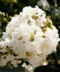 One White Crape Myrtle Tree /Shrub Beautiful Bright White Blooms 18-24