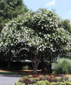 One White Crape Myrtle Tree /Shrub Beautiful Bright White Blooms 18-24