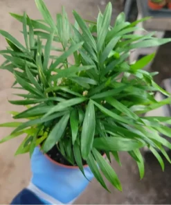 Parlor Palm Indoor Plant Chamaedorea Elegans 4in Pot – Compact, Lush Green Foliage