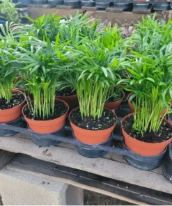 Parlor Palm Indoor Plant Chamaedorea Elegans 4in Pot – Compact, Lush Green Foliage