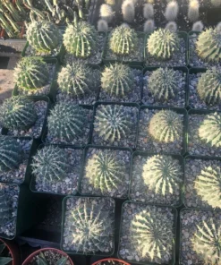 Parodia Buiningii Cactus | Notocactus Buiningii | 4in pot
