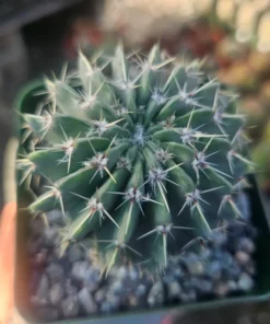Parodia Buiningii Cactus | Notocactus Buiningii | 4in pot