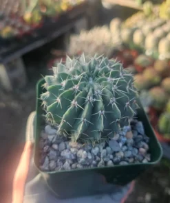 Parodia Buiningii Cactus | Notocactus Buiningii | 4in pot