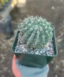 Parodia Buiningii Cactus | Notocactus Buiningii | 4in pot