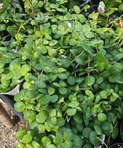 Peperomia Hope | 2in pot | 4in pot