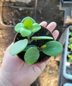 Peperomia Hope | 2in pot | 4in pot