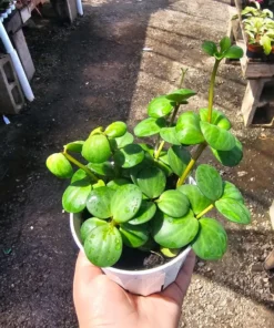 Peperomia Hope | 2in pot | 4in pot
