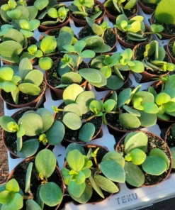 Peperomia Hope | 2in pot | 4in pot