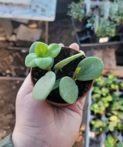 Peperomia Hope | 2in pot | 4in pot