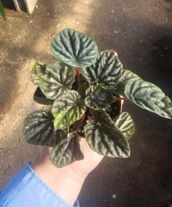 Peperomia Napoli Nights | Radiator Plant | Peperomia | 2in pot
