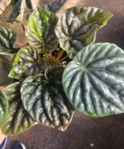 Peperomia Napoli Nights | Radiator Plant | Peperomia | 2in pot