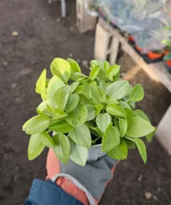 Peperomia Pixie | Peperomia Orba | 2in pot | 4in pot