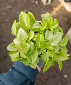 Peperomia Pixie | Peperomia Orba | 2in pot | 4in pot